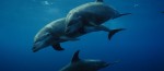 Affiche de Dauphins : Regards d'Humains